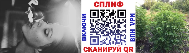 Каннабис сатива  где найти   Северобайкальск 